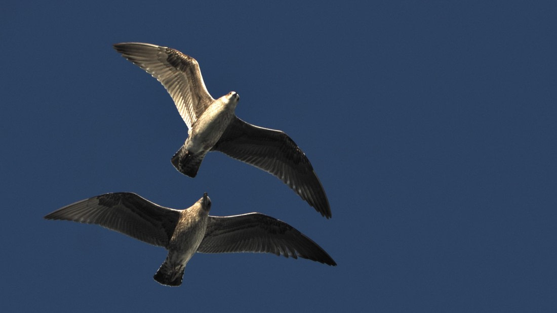 OTL30b26, Day 5, APMG9103.JPG © Andy Perkins - Oceanwide Expeditions.JPG