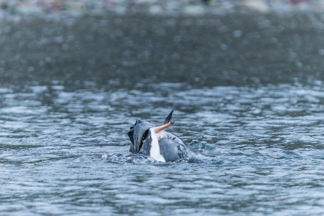 HDS30-26, Day 4, 5D5A0732 © Koen Jongerling - Oceanwide Expeditions.jpg
