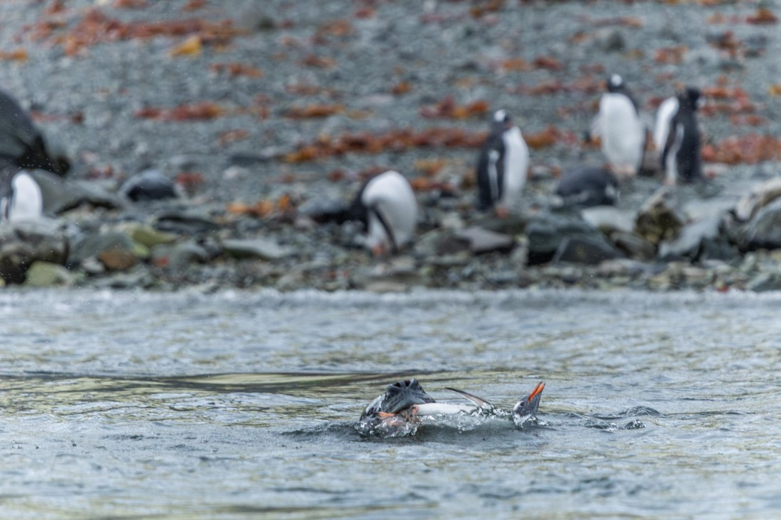HDS30-26, Day 4, 5D5A0745 © Koen Jongerling - Oceanwide Expeditions.jpg