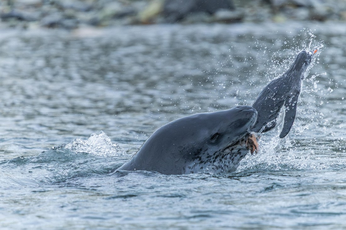 HDS30-26, Day 4, 5D5A0740 © Koen Jongerling - Oceanwide Expeditions.jpg
