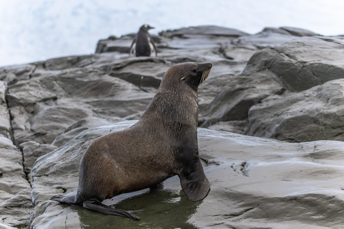 HDS30-26, Day 4, 5D5A0758 © Koen Jongerling - Oceanwide Expeditions.jpg