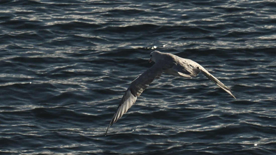 OTL30b26, Day 5, APMG9149.JPG © Andy Perkins - Oceanwide Expeditions.JPG