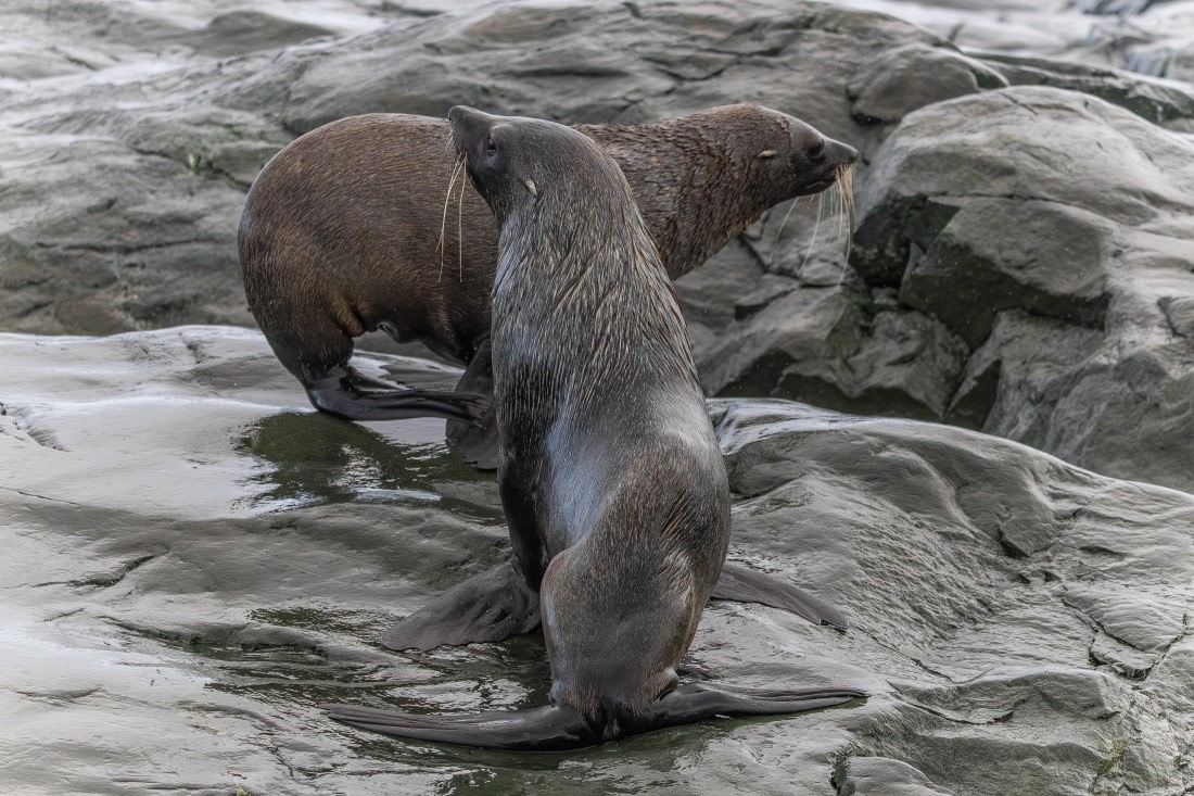 HDS30-26, Day 4, 5D5A0761 © Koen Jongerling - Oceanwide Expeditions.jpg