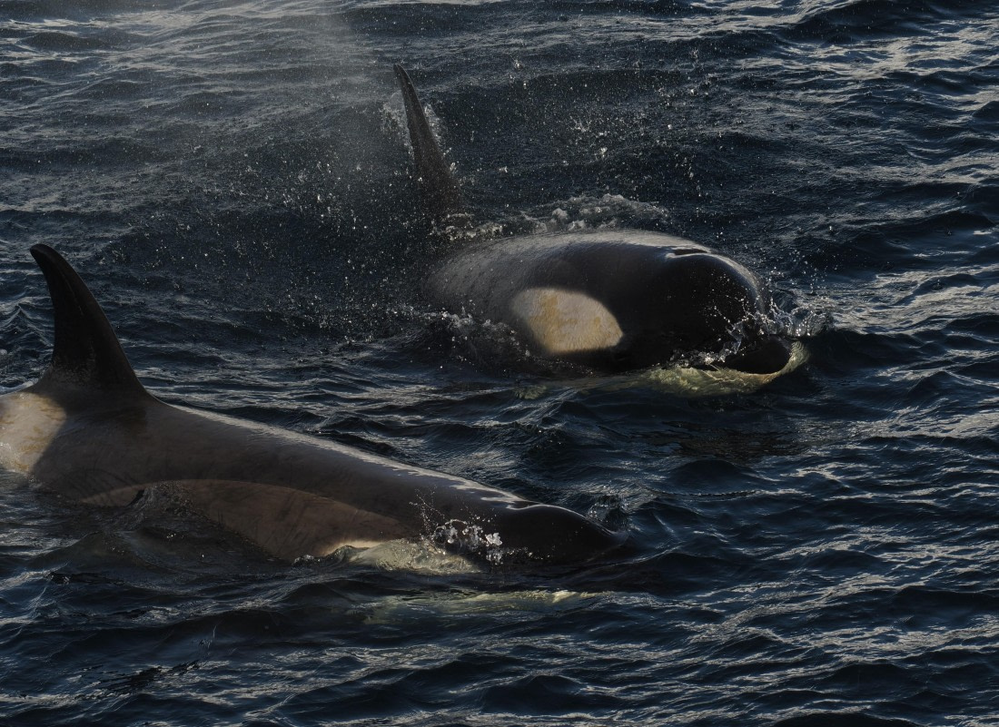 OTL30b26, Day 5, APMG9167.JPG © Andy Perkins - Oceanwide Expeditions.JPG