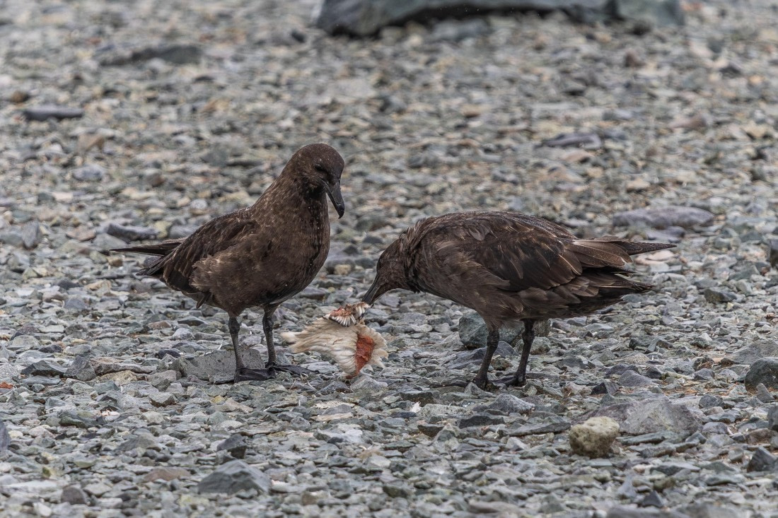 HDS30-26, Day 4, 5D5A0770 © Koen Jongerling - Oceanwide Expeditions.jpg