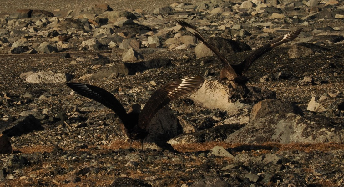 OTL30b26, Day 5, APMG9202.JPG © Andy Perkins - Oceanwide Expeditions.JPG