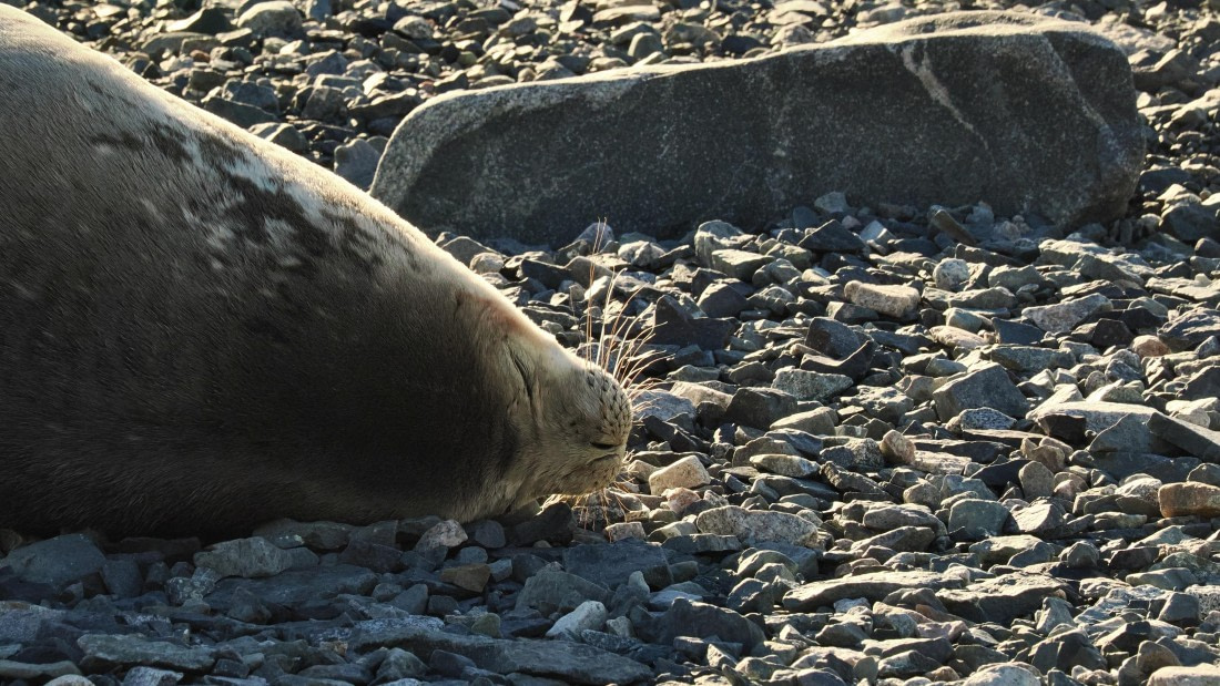 OTL30b26, Day 5, APMG9211.JPG © Andy Perkins - Oceanwide Expeditions.JPG