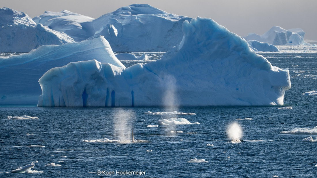 OTL30b26, Day 5, DSC_2108.jpg © Koen Hoekemeijer - Oceanwide Expeditions.jpg