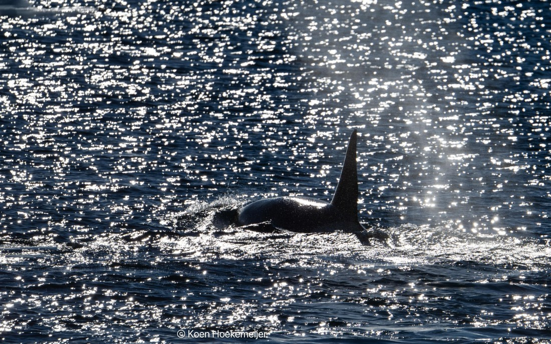 OTL30b26, Day 5, DSC_2274.jpg © Koen Hoekemeijer - Oceanwide Expeditions.jpg