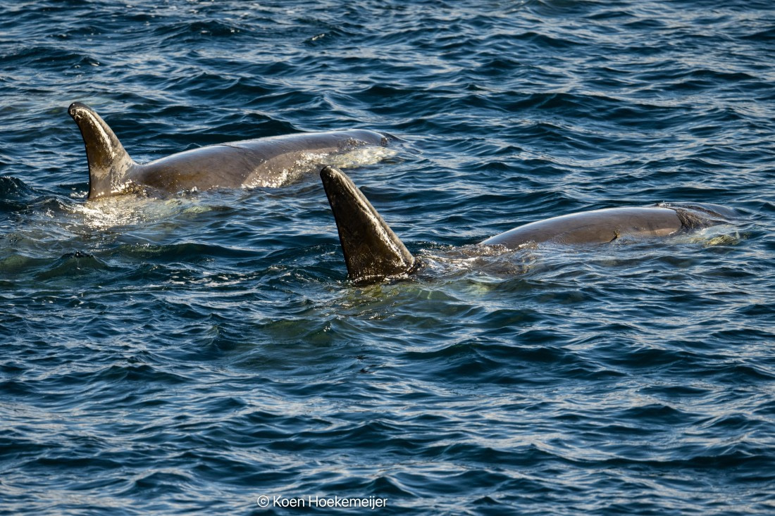 OTL30b26, Day 5, DSC_2437.jpg © Koen Hoekemeijer - Oceanwide Expeditions.jpg
