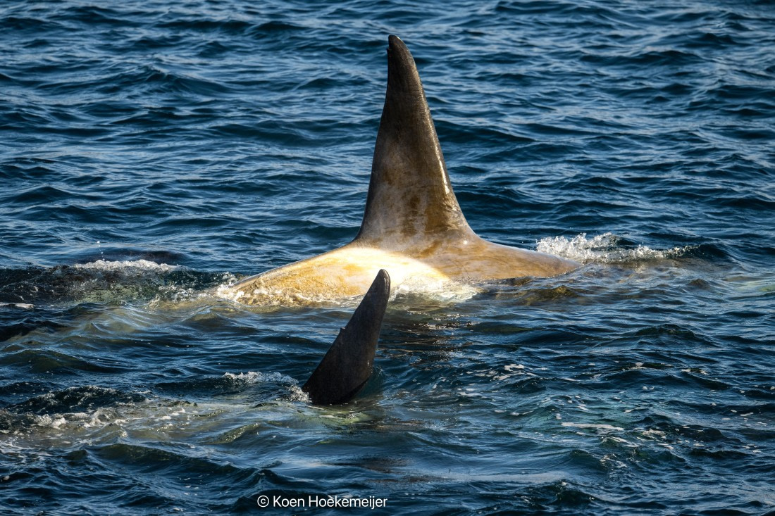 OTL30b26, Day 5, DSC_2467-Edit.jpg © Koen Hoekemeijer - Oceanwide Expeditions.jpg