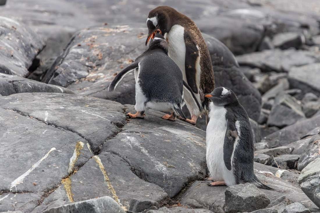 HDS30-26, Day 4, 5D5A0792 © Koen Jongerling - Oceanwide Expeditions.jpg
