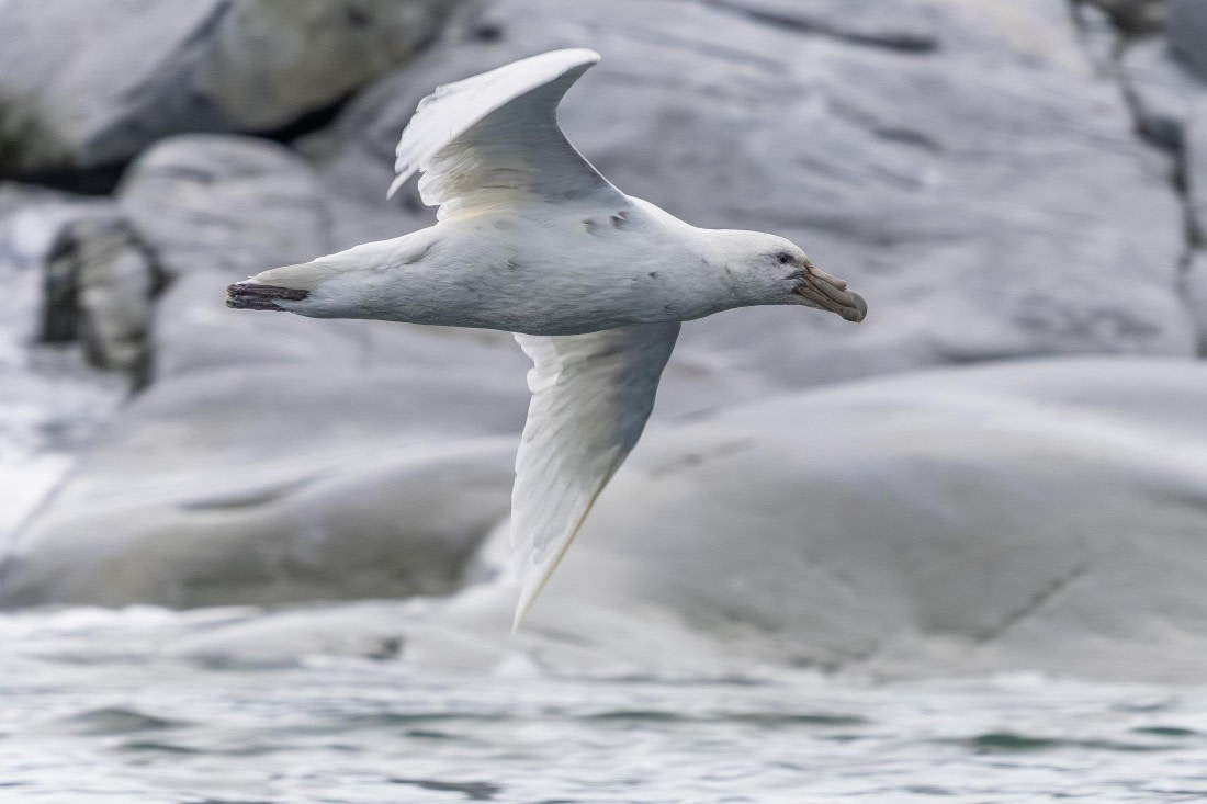 HDS30-26, Day 4, 5D5A0799 © Koen Jongerling - Oceanwide Expeditions.jpg