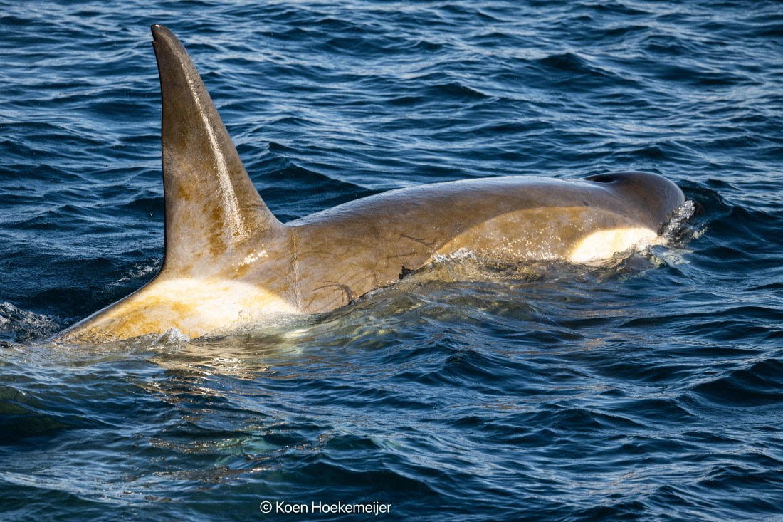 OTL30b26, Day 5, DSC_2498.jpg © Koen Hoekemeijer - Oceanwide Expeditions.jpg