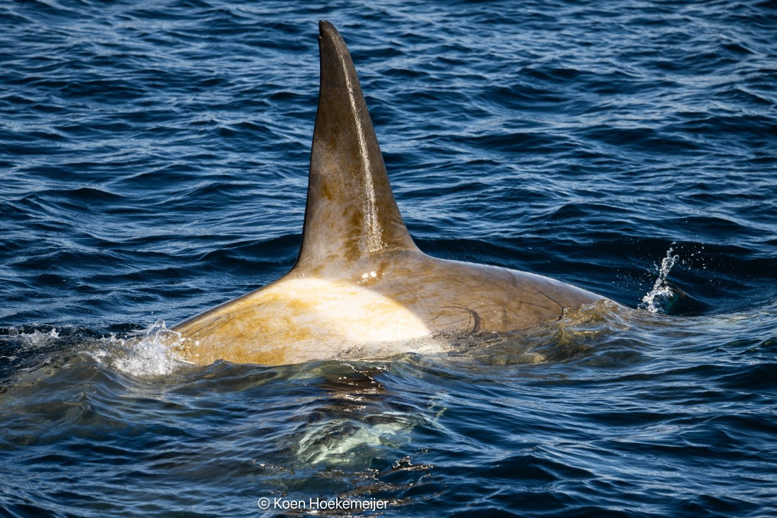 OTL30b26, Day 5, DSC_2504.jpg © Koen Hoekemeijer - Oceanwide Expeditions.jpg