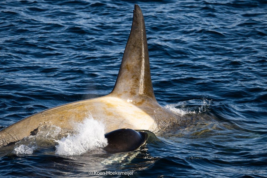 OTL30b26, Day 5, DSC_2508.jpg © Koen Hoekemeijer - Oceanwide Expeditions.jpg
