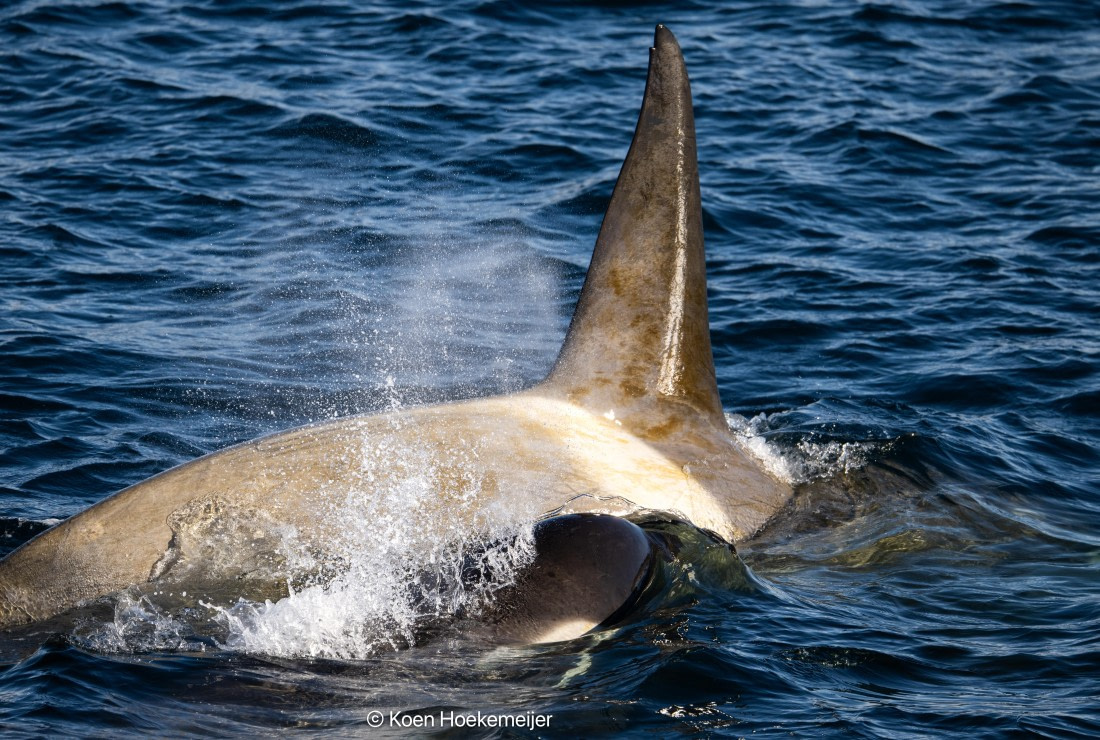OTL30b26, Day 5, DSC_2509.jpg © Koen Hoekemeijer - Oceanwide Expeditions.jpg