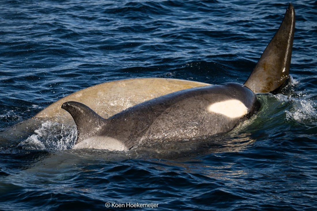 OTL30b26, Day 5, DSC_2515.jpg © Koen Hoekemeijer - Oceanwide Expeditions.jpg