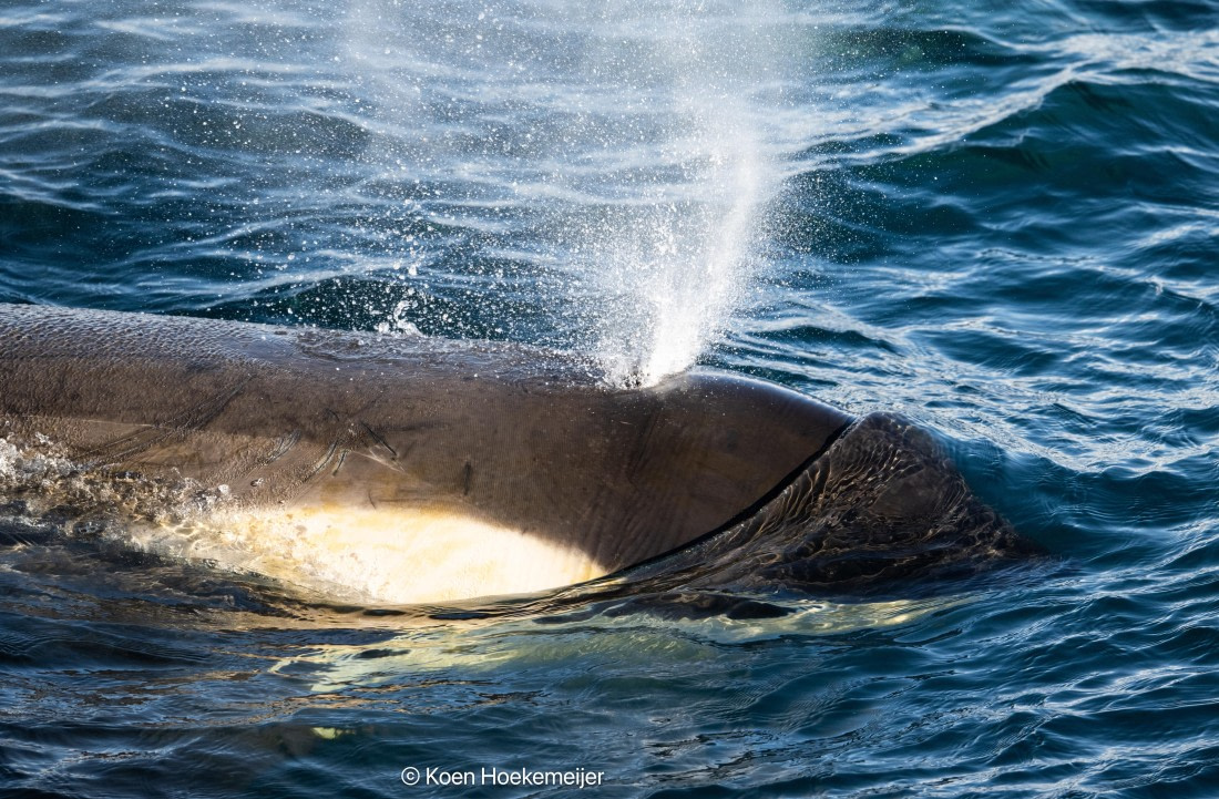 OTL30b26, Day 5, DSC_2549.jpg © Koen Hoekemeijer - Oceanwide Expeditions.jpg