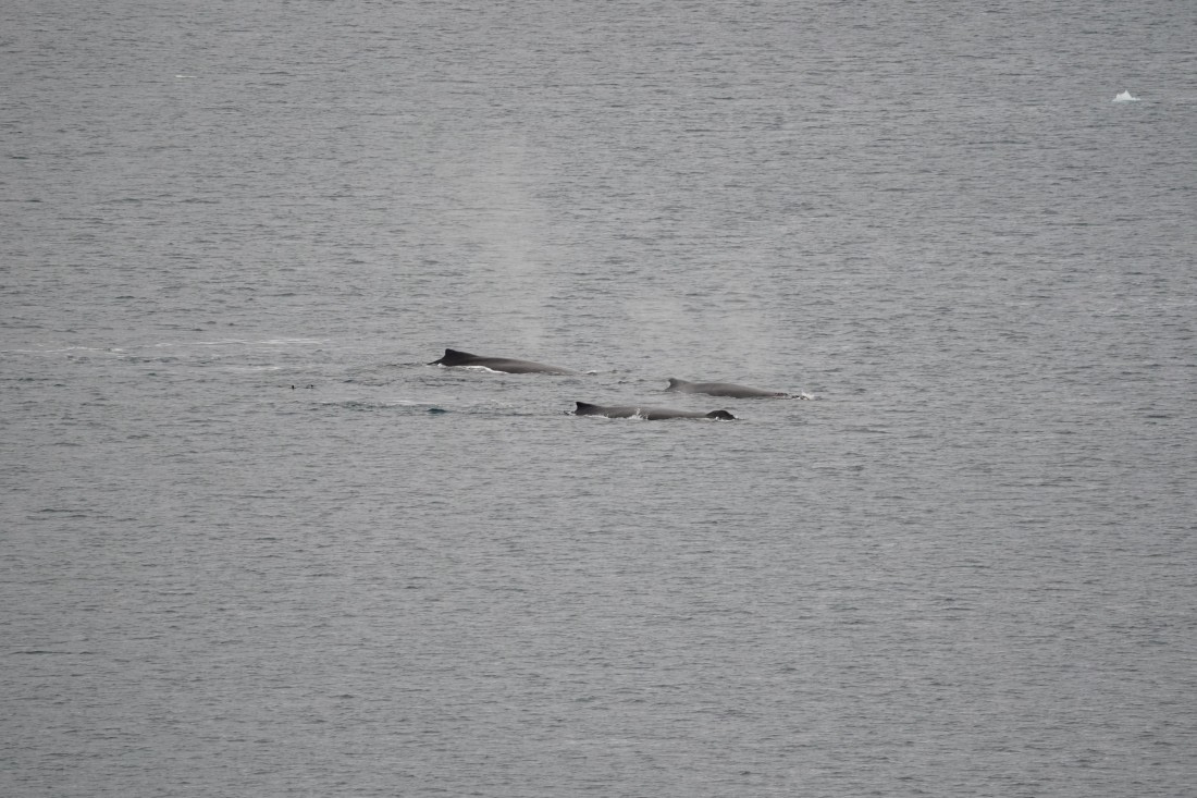 HDS30-26, Day 4, DSC05154 © Jessica Bakker - Oceanwide Expeditions.JPG