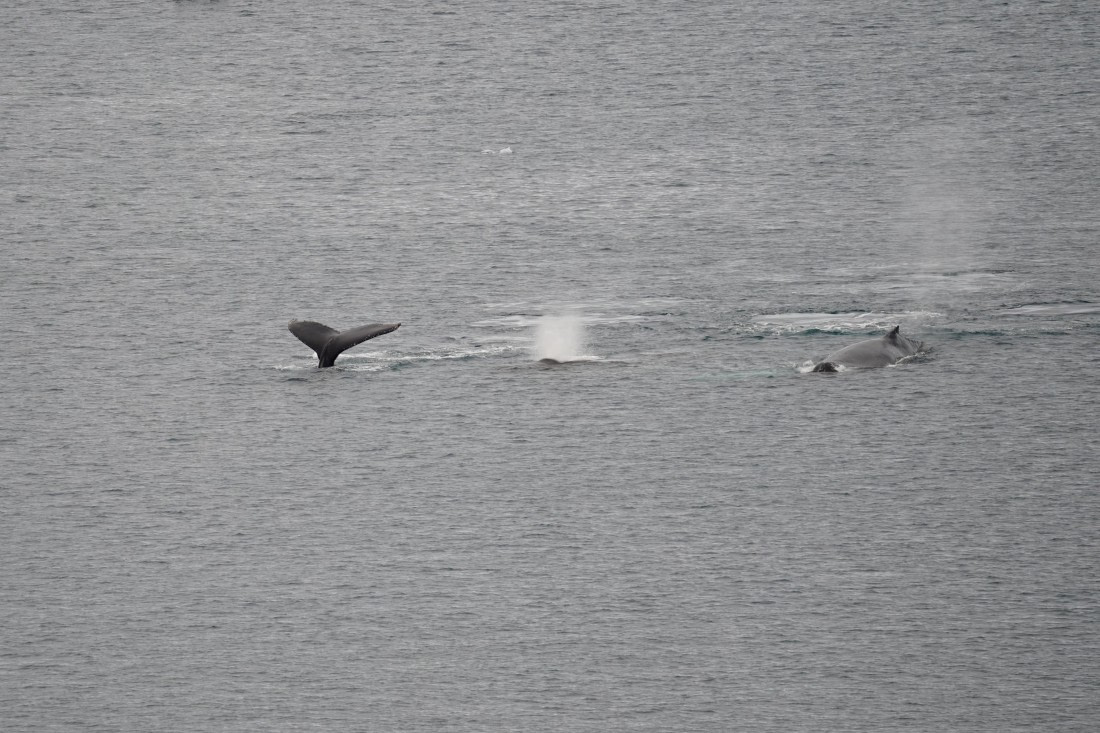 HDS30-26, Day 4, DSC05172 © Jessica Bakker - Oceanwide Expeditions.JPG
