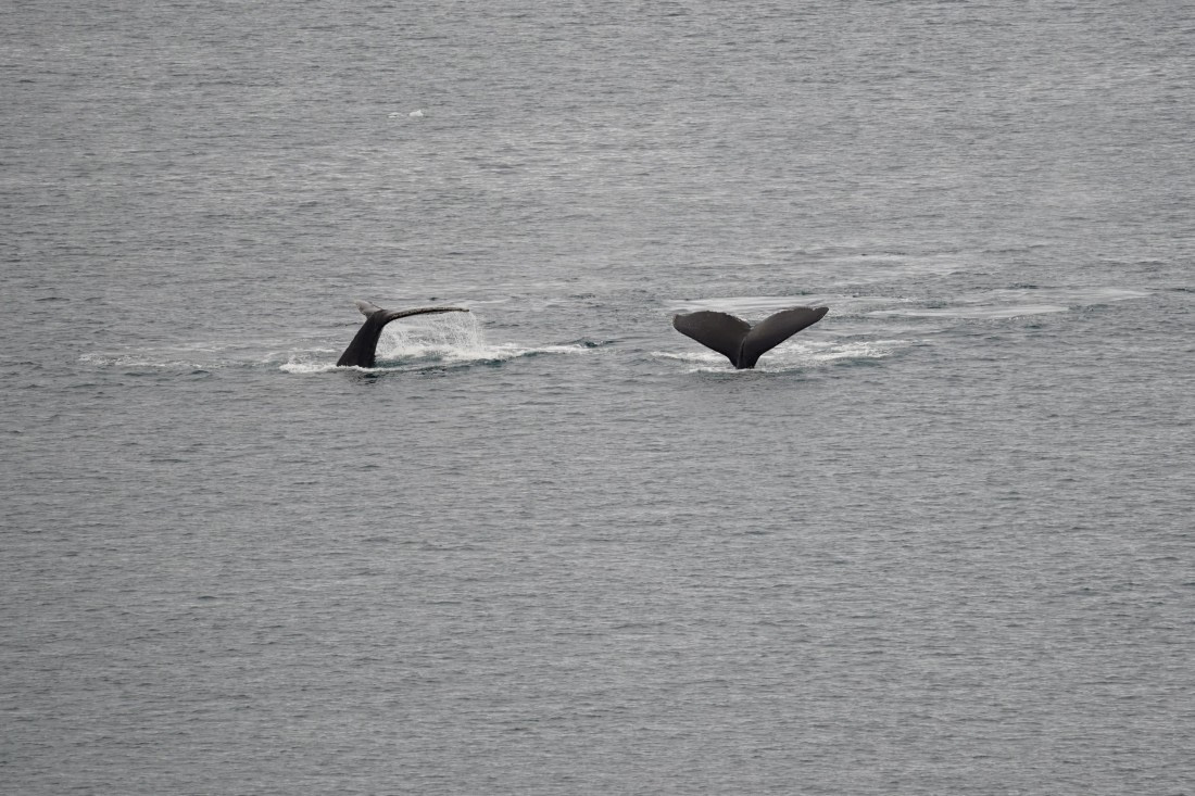 HDS30-26, Day 4, DSC05176 © Jessica Bakker - Oceanwide Expeditions.JPG