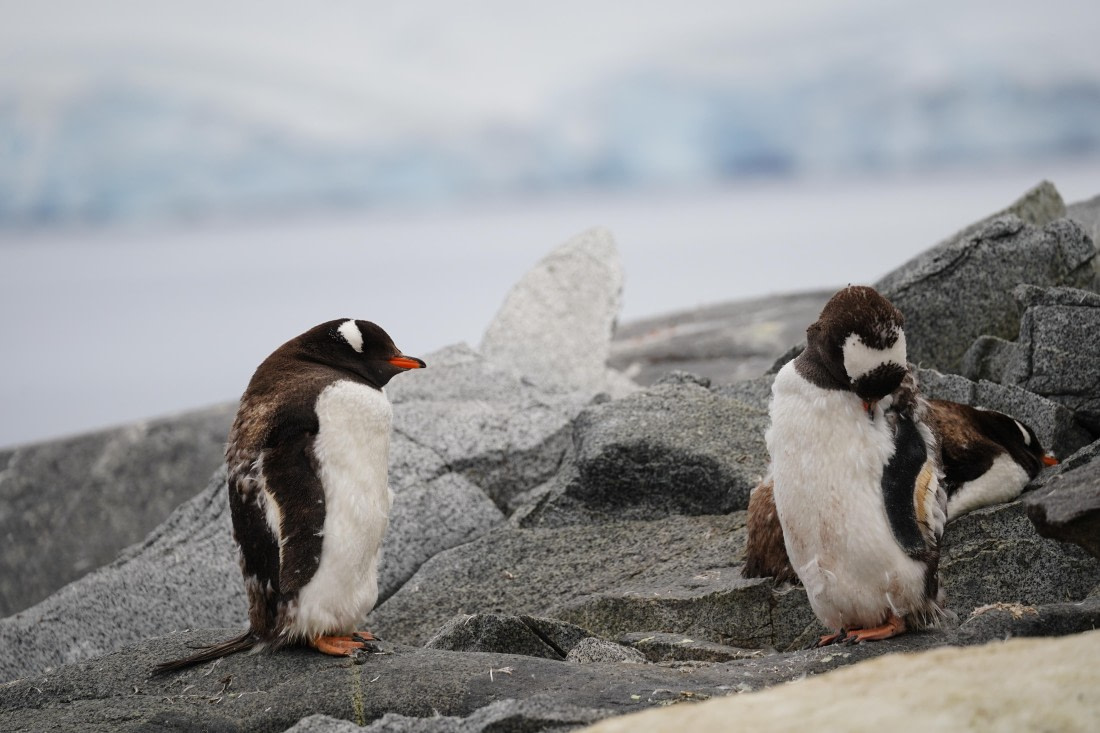 HDS30-26, Day 4, DSC05241 © Jessica Bakker - Oceanwide Expeditions.JPG