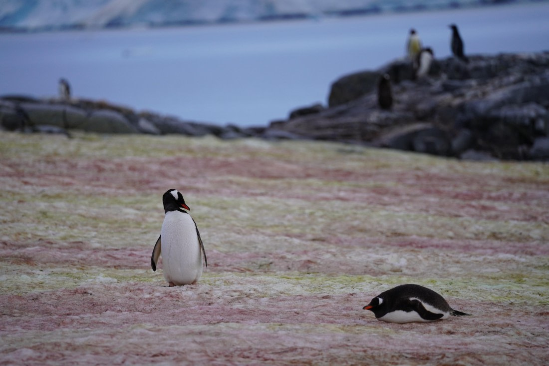 HDS30-26, Day 4, DSC05290 © Jessica Bakker - Oceanwide Expeditions.JPG