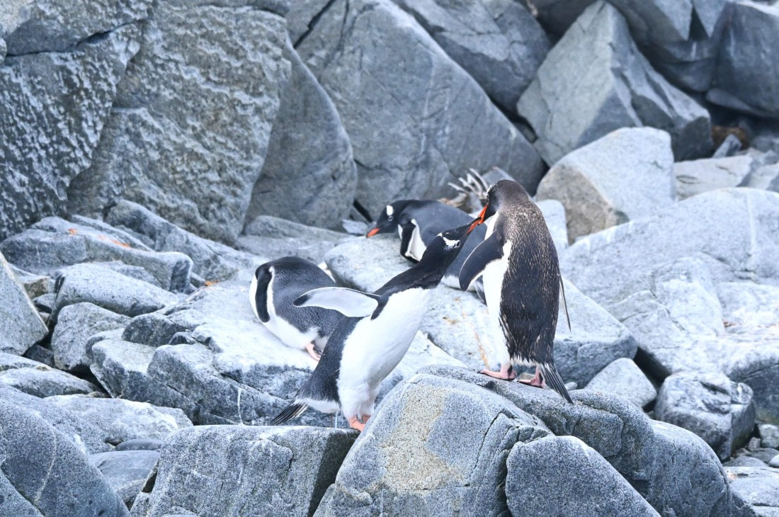 HDS30-26, Day 4, SAS_7281 - Damoy © Saskia van der Meij - Oceanwide Expeditions.JPG