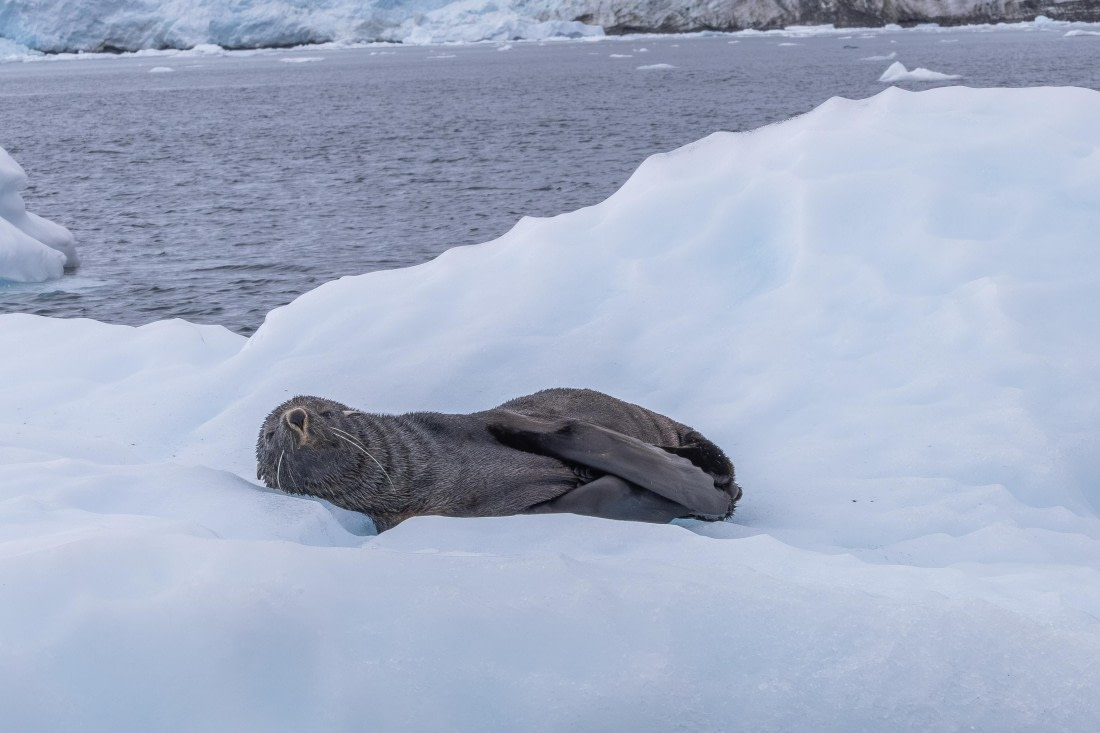 HDS30-26, Day 5, 5D5A0805 © Koen Jongerling - Oceanwide Expeditions.jpg