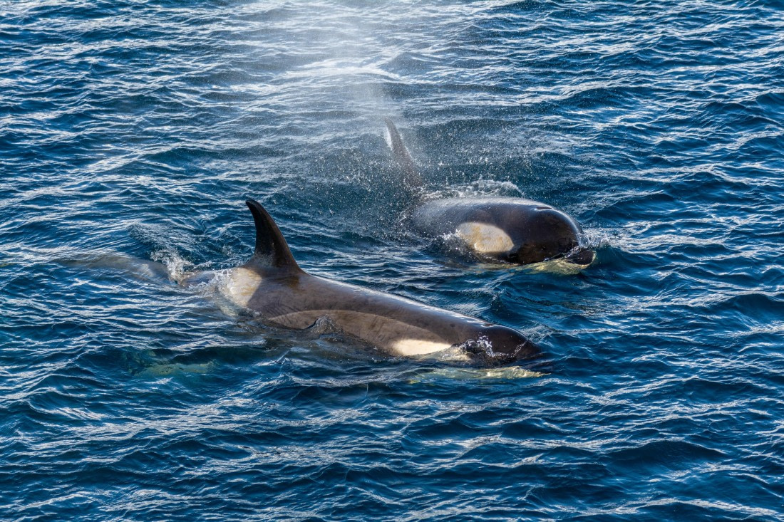 OTL30b26, Day 5, Marco (9).jpg © Marco Rosso - Oceanwide Expeditions.jpg