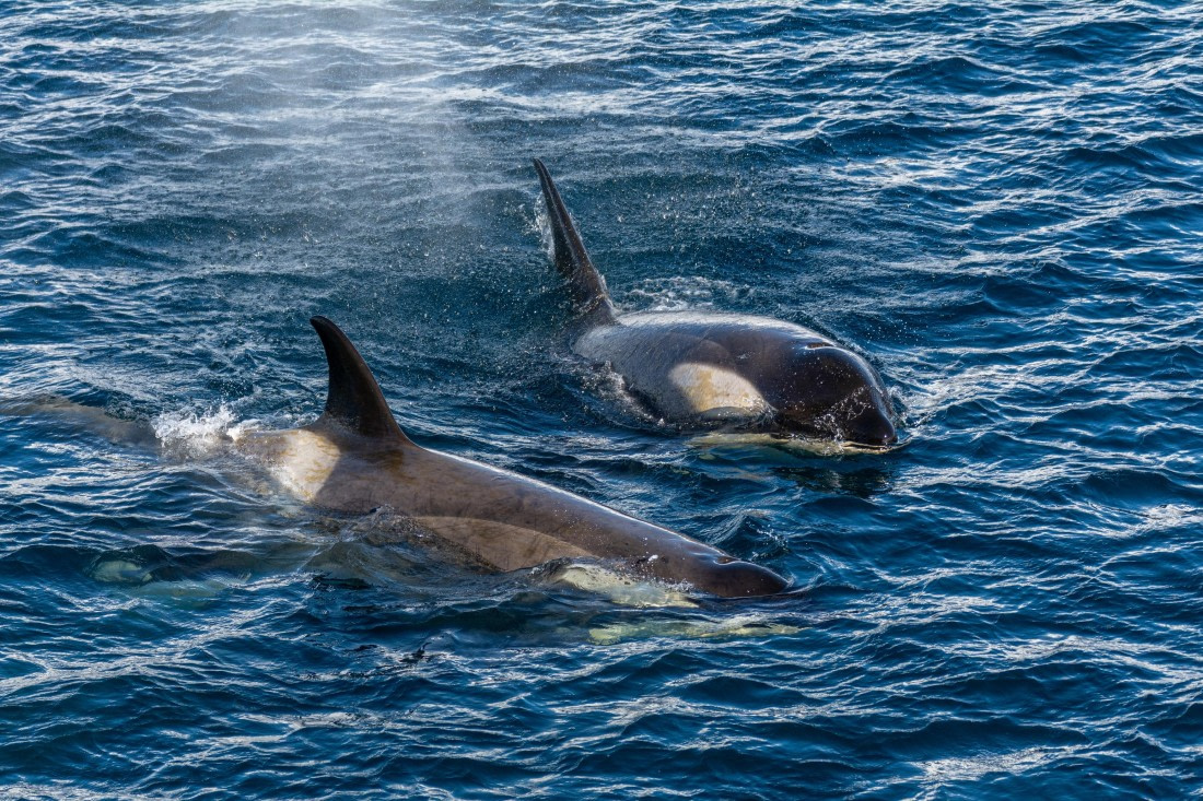 OTL30b26, Day 5, Marco (10).jpg © Marco Rosso - Oceanwide Expeditions.jpg