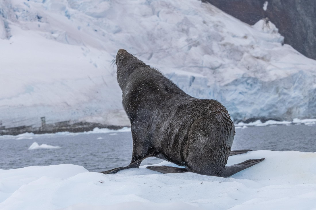 HDS30-26, Day 5, 5D5A0809 © Koen Jongerling - Oceanwide Expeditions.jpg