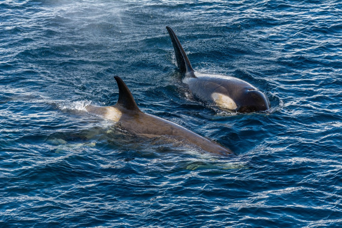 OTL30b26, Day 5, Marco (11).jpg © Marco Rosso - Oceanwide Expeditions.jpg