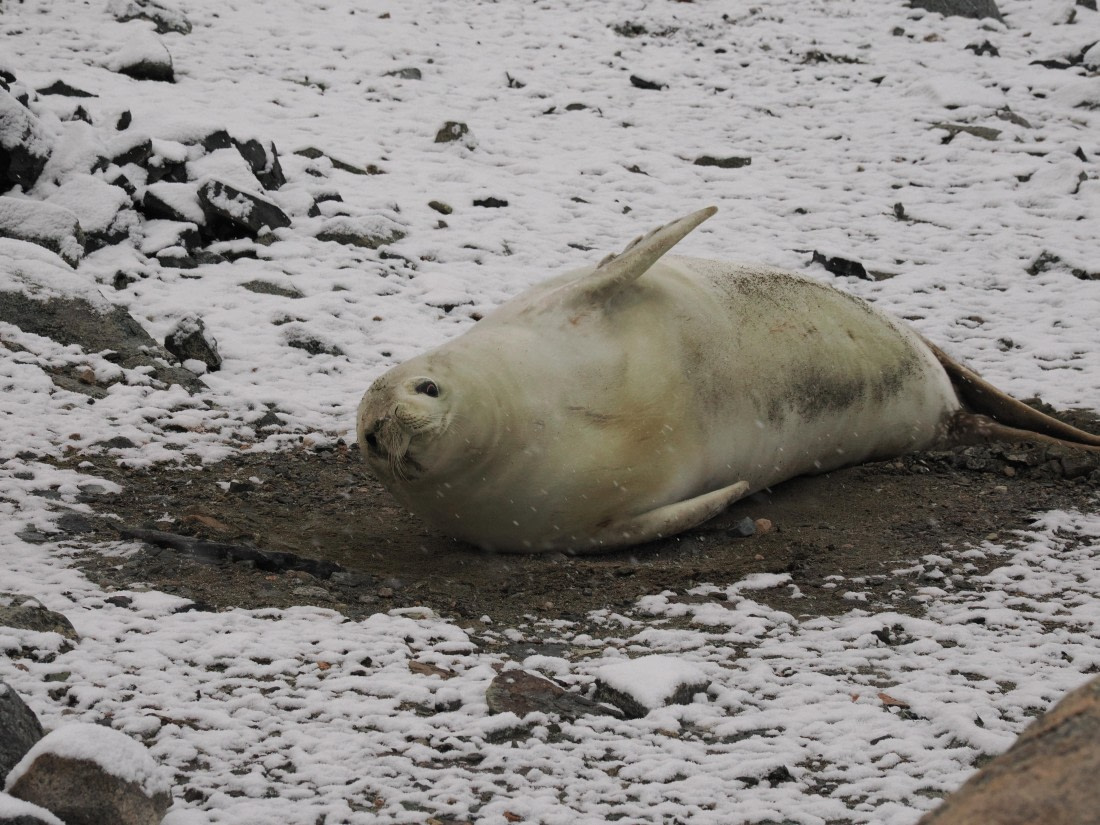 OTL30b26, Day 6, APMG9216.JPG © Andy Perkins - Oceanwide Expeditions.JPG