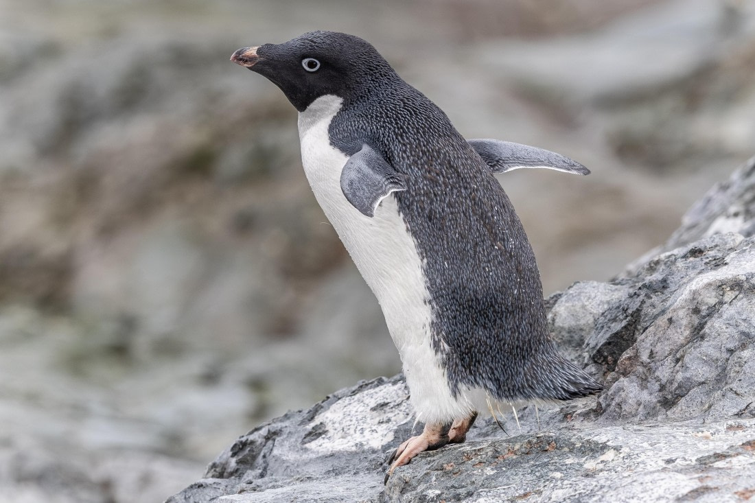 HDS30-26, Day 5, 5D5A0838 © Koen Jongerling - Oceanwide Expeditions.jpg