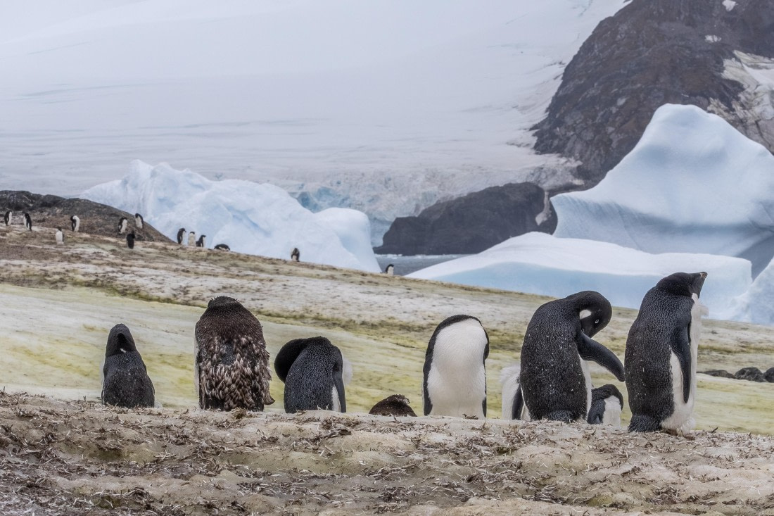 HDS30-26, Day 5, 5D5A0843 © Koen Jongerling - Oceanwide Expeditions.jpg