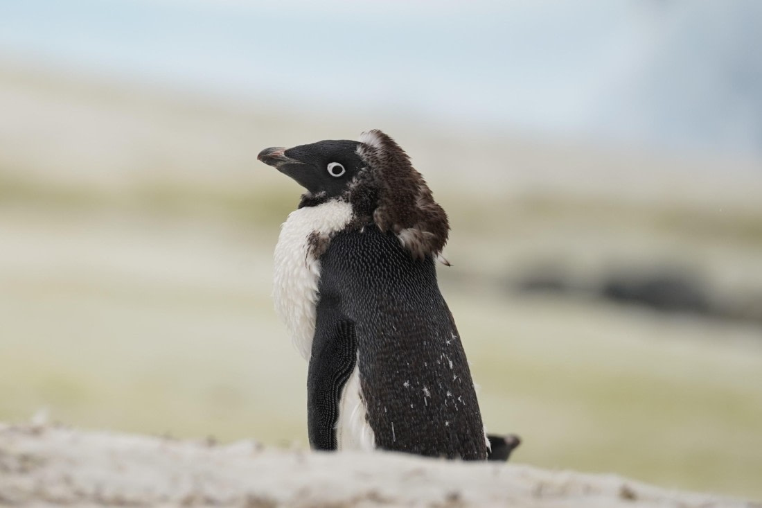 HDS30-26, Day 5, DSC06043 © Jessica Bakker - Oceanwide Expeditions.JPG