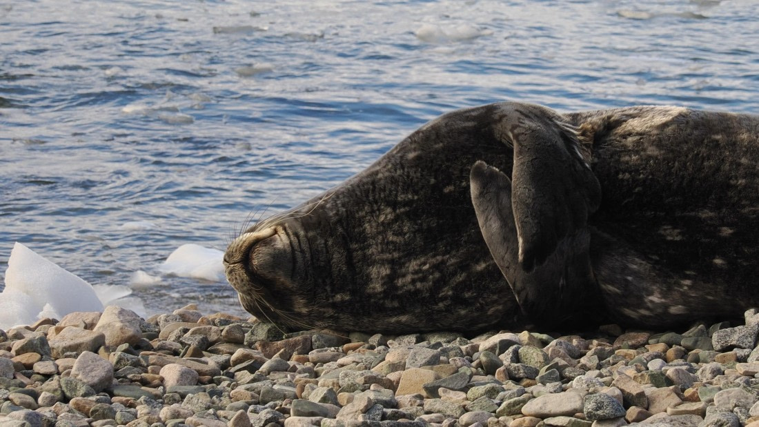 OTL30b26, Day 6, APMG9256.JPG © Andy Perkins - Oceanwide Expeditions.JPG