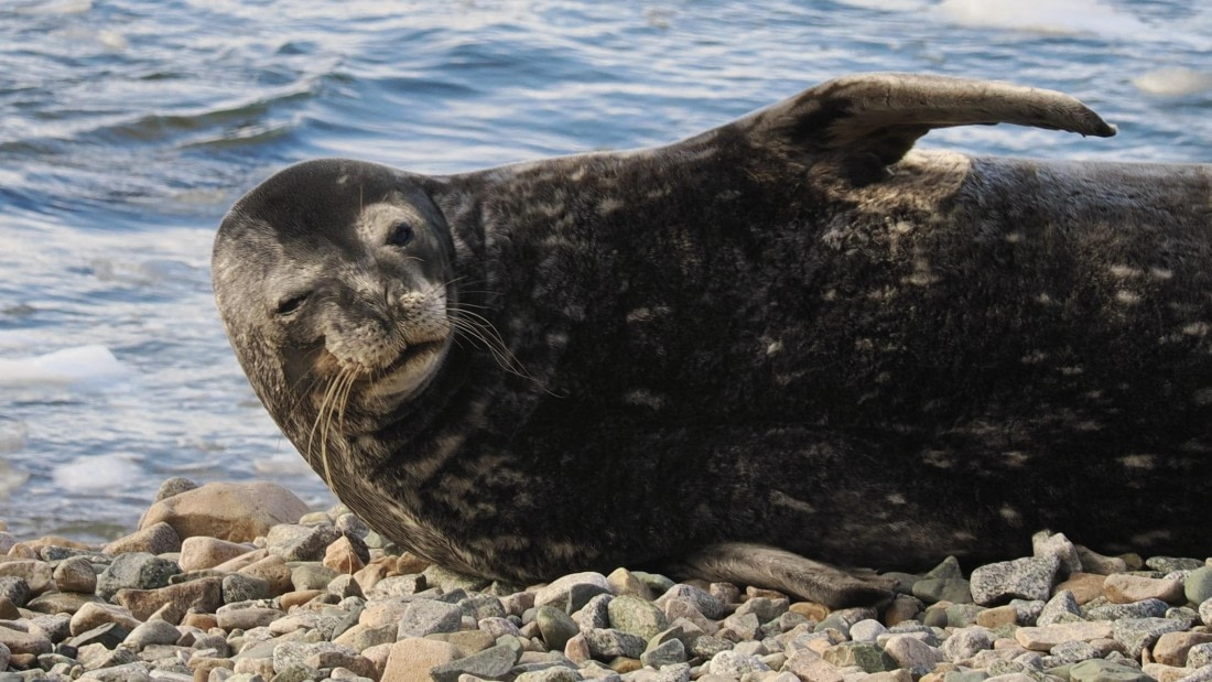 OTL30b26, Day 6, APMG9262.JPG © Andy Perkins - Oceanwide Expeditions.JPG