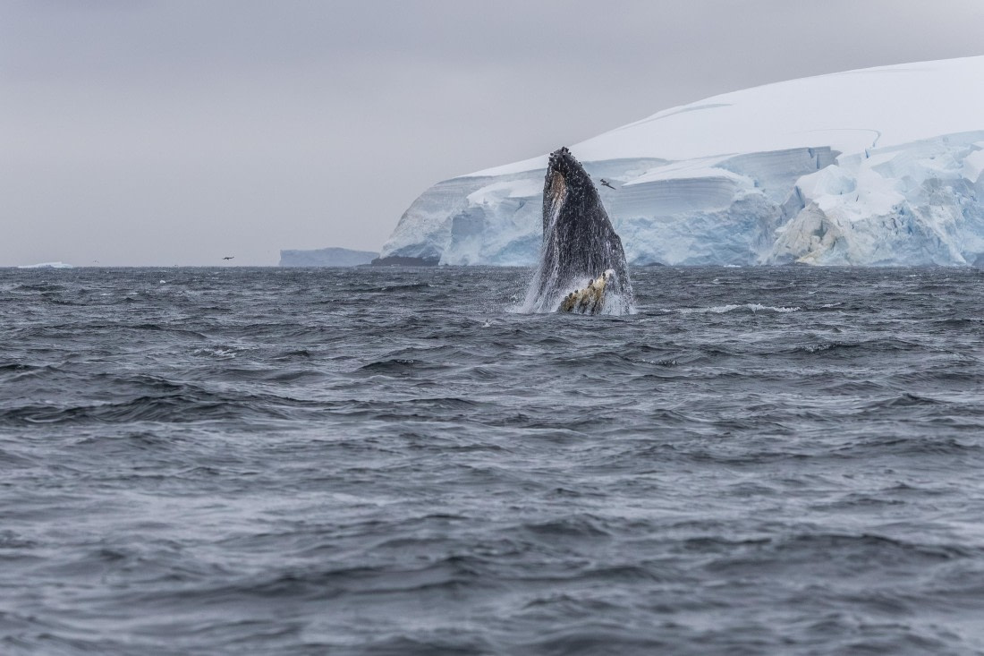 HDS30-26, Day 6, 5D5A0890 © Koen Jongerling - Oceanwide Expeditions.jpg
