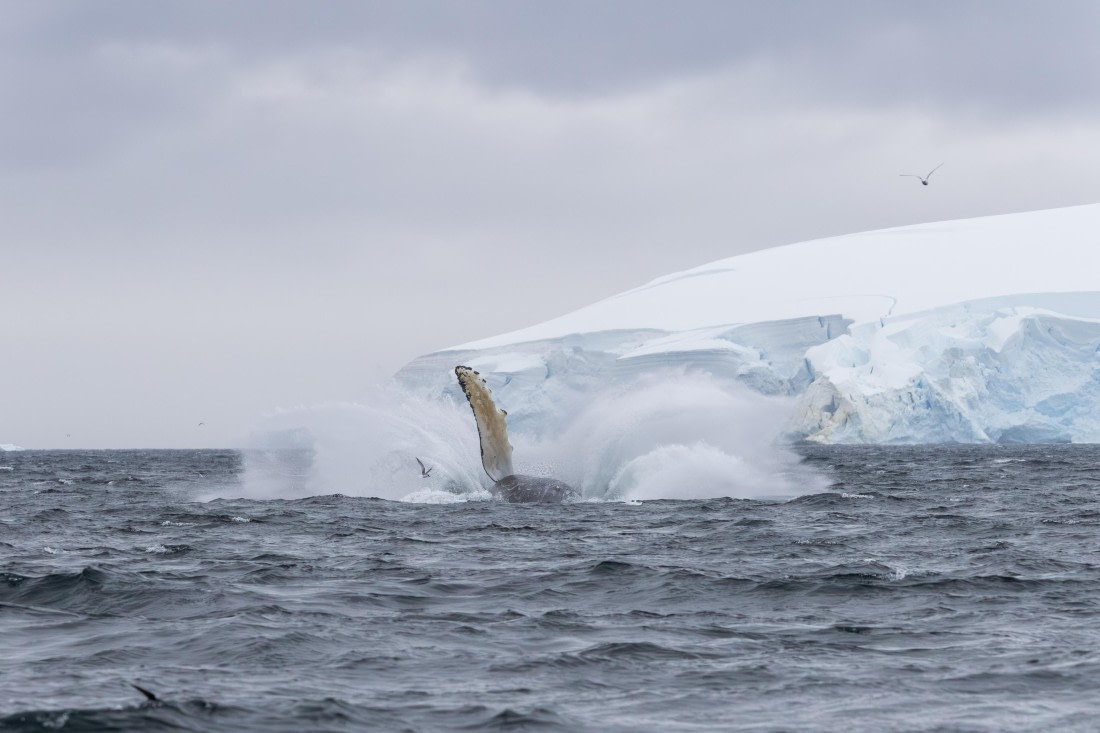 HDS30-26, Day 6, 5D5A0893 © Koen Jongerling - Oceanwide Expeditions.jpg