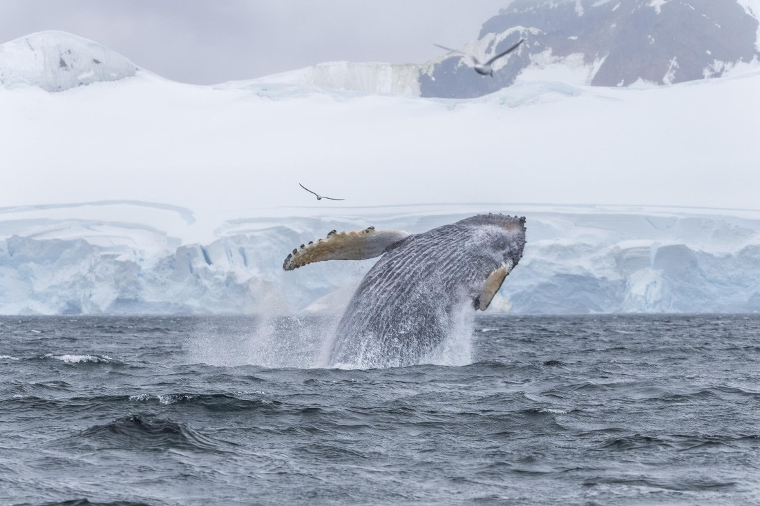 HDS30-26, Day 6, 5D5A0902 © Koen Jongerling - Oceanwide Expeditions.jpg