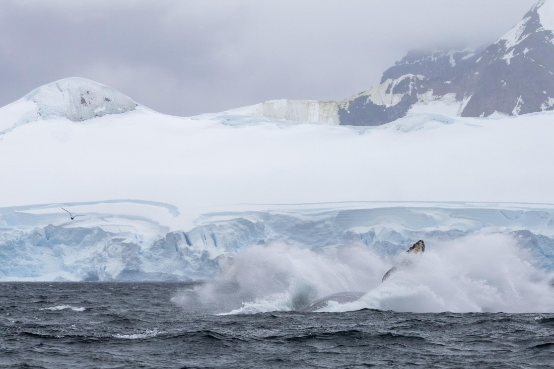 HDS30-26, Day 6, 5D5A0904 © Koen Jongerling - Oceanwide Expeditions.jpg