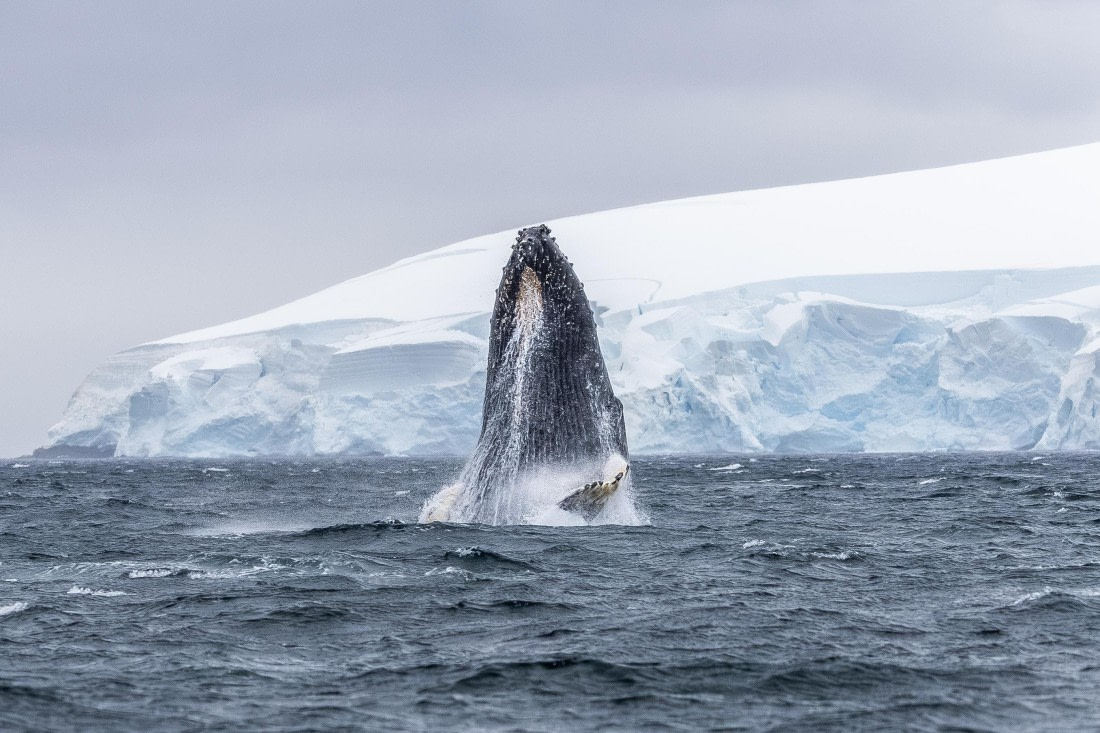 HDS30-26, Day 6, 5D5A0910 © Koen Jongerling - Oceanwide Expeditions.jpg