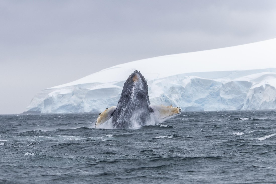 HDS30-26, Day 6, 5D5A0911 © Koen Jongerling - Oceanwide Expeditions.jpg