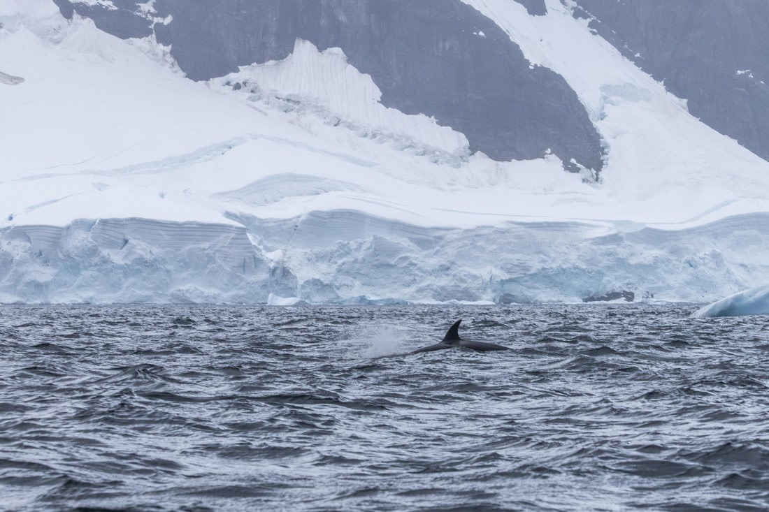 HDS30-26, Day 6, 5D5A0912 © Koen Jongerling - Oceanwide Expeditions.jpg