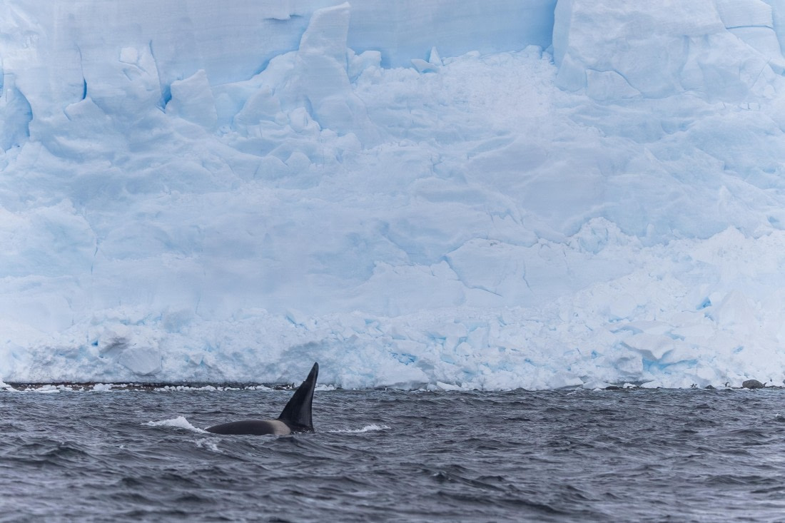 HDS30-26, Day 6, 5D5A0915 © Koen Jongerling - Oceanwide Expeditions.jpg