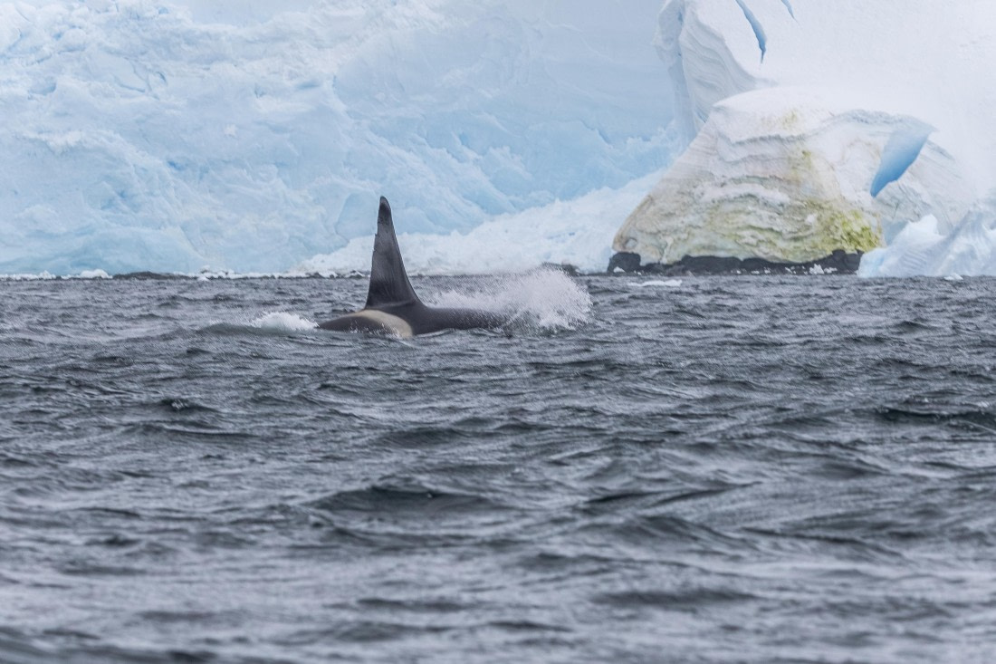 HDS30-26, Day 6, 5D5A0918 © Koen Jongerling - Oceanwide Expeditions.jpg