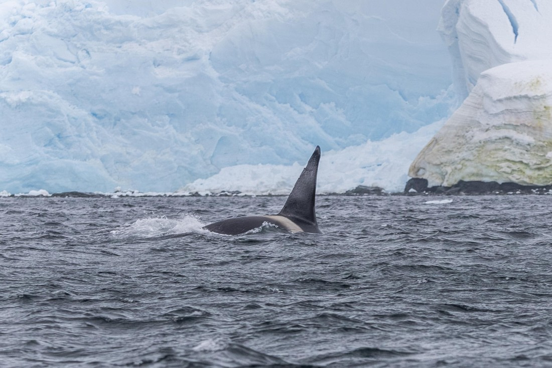 HDS30-26, Day 6, 5D5A0919 © Koen Jongerling - Oceanwide Expeditions.jpg